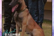中国警犬历史大全_警犬品种有哪些