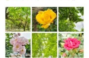 花怎么选_花与生活文案朋友圈怎么写