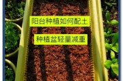 阳台种菜怎么选土_新手种菜多久能收获
