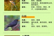 常见鸟类有哪些_如何识别常见鸟类