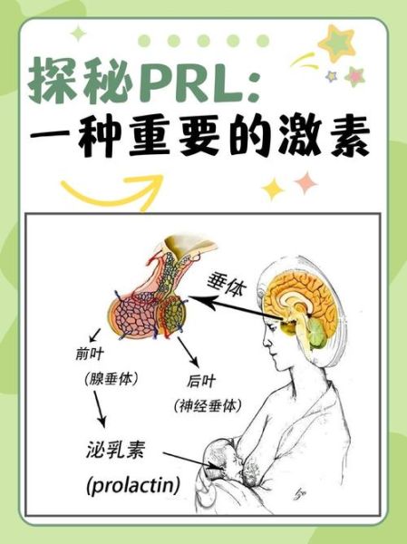 科技产品中的激素是什么_对人体有害吗