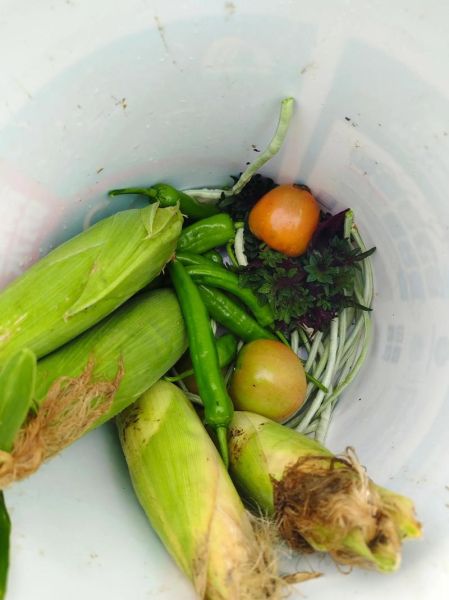 生态生活是什么意思_如何开始生态生活