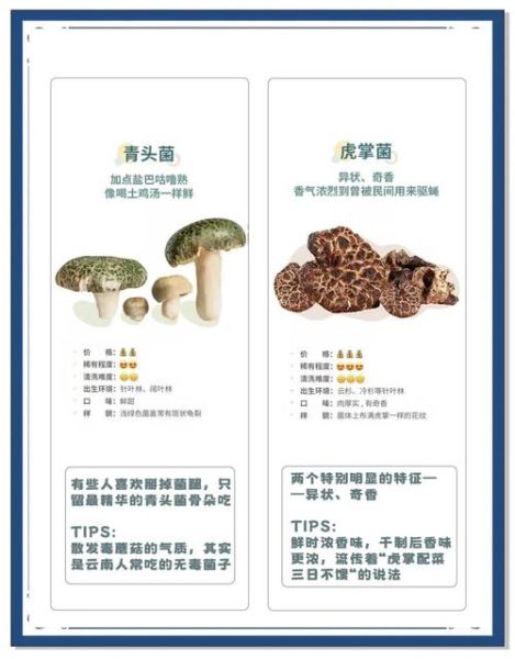 云南野生菌怎么辨别有毒_菌子文案艺术怎么写
