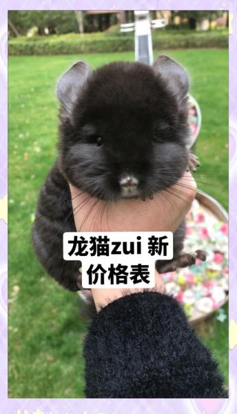 龙猫怎么养_龙猫多少钱一只