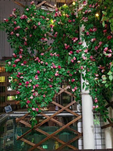 如何在家打造花墙_花墙适合种什么花