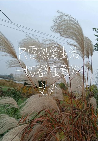 如何独自热爱生活_一个人也能把日子过成诗