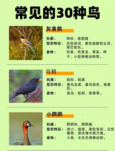 常见鸟类有哪些_如何识别常见鸟类