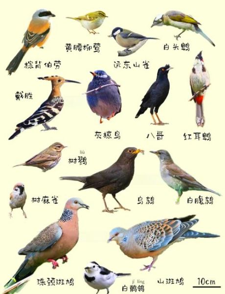 常见鸟类有哪些_如何识别常见鸟类